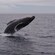 A humpback whale breaches in the ocean